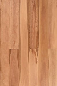 Pacific Blackbutt